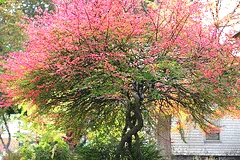 Winged Euonymous Tree small tree
