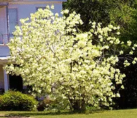 Fringe tree covered in white fringe-like flowers in front of a house