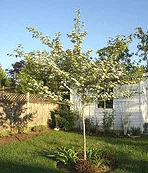 Hawthorn Tree small tree