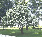 Hydrangea Tree small tree