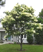 Japanese Lilac Tree small tree