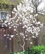 Star Magnolia Tree small tree