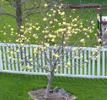 Magnolia Butterflies small tree by Midwest Gardening