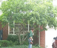 Amur Maple Tree Form small tree