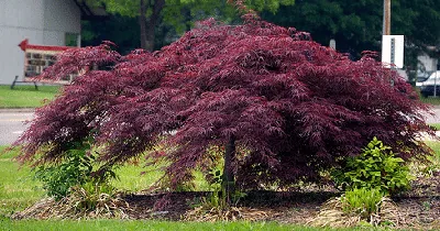 Japanese Maple by Dough Wertman small tree