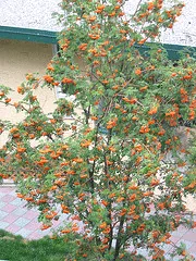 Mountain Ash small tree by Midwest Gardening