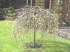 Weeping 'Kilmarnock' pussy willow covered in catkins on a lawn