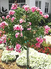 Polar Joy rose tree small tree