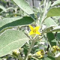 Russian Olive small tree