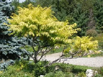 Tiger Eyes sumac with golden yellow lacy foliage beside a blue spruce