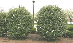 Viburnum Korean Spice small tree
