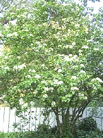 Viburnum lentago Nanyberry small tree