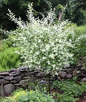 Hakuro Nishiki small tree