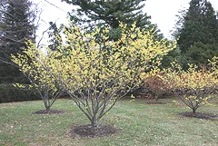 Witch Hazel small tree