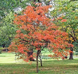 Aesculus neglecta Dwarf Yellow Buckeye by Jim Brody