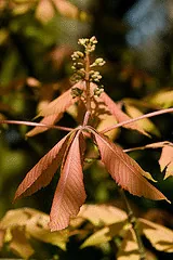 Dwarf Yellow Buckeye Erythroblastos flower buds