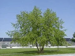 Betula nigra River Birch