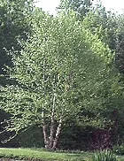 River Birch small tree