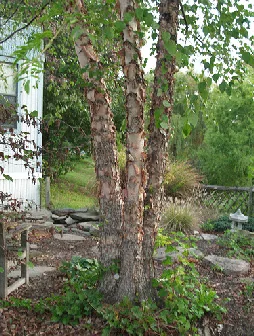 Betula nigra Heritage