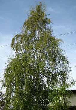 Betula pendula European White Birch by Josh Jackson
