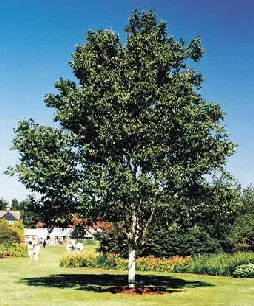 Betula utilis jacquemonti
