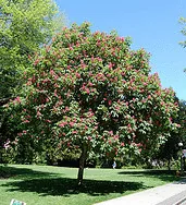 Aesculus x carnea Briotii