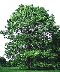 Quercus alba White Oak