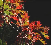 Quercus alba White Oak fall color