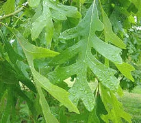 White Oak leaves