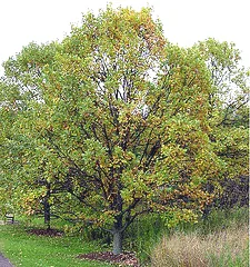 Quercus bicolor Swamp White Oak