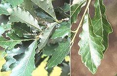 Quercus bicolor Swamp White Oak leaves