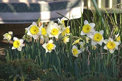 Spring daffodils by Percita