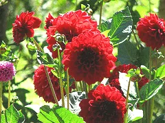 Dahlia garden