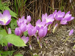Autumn Crocus