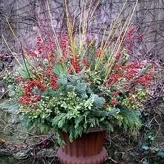 Winter Container garden