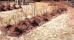 mulched roses