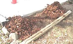 Rose bushes mounded and mulched 1