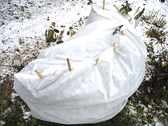 protected rose bush 2